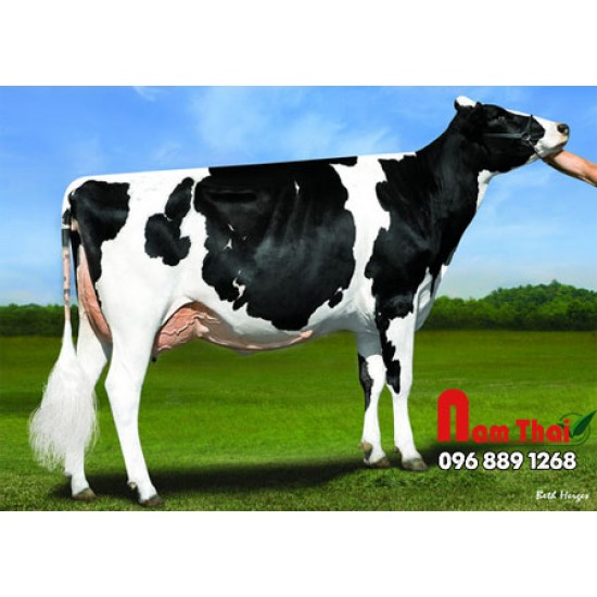 Tinh bò sữa HF - ABS MANSFIELD-ET 